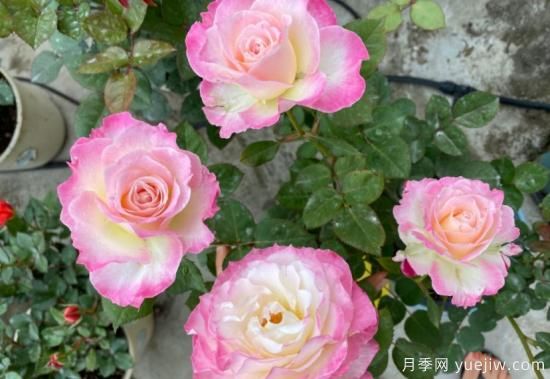 六翼天使月季，濃香高顏值分支多開(kāi)花勤(圖3)