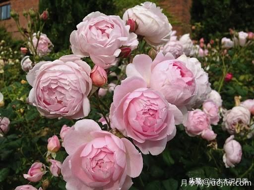 35個奧斯汀官方推薦的月季品種，抗病強長勢好開花多花友必選(圖34)