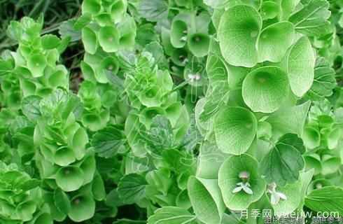 100種常見花卉的栽培大全，送給愛養(yǎng)花的你(圖97)