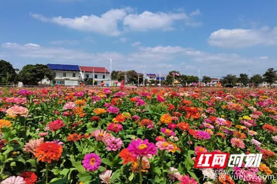 株洲攸縣：姹紫嫣紅皆秋色 鄉(xiāng)村風景入眼簾(圖2)