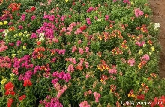 需求量大的花鏡植物，極具藝術感(圖1)