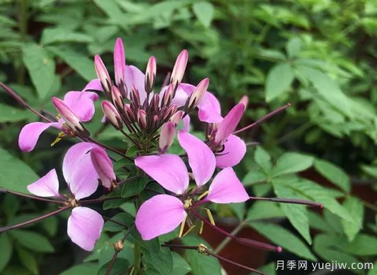 需求量大的花鏡植物，極具藝術感(圖3)
