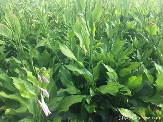 需求量大的花鏡植物，極具藝術感(圖5)