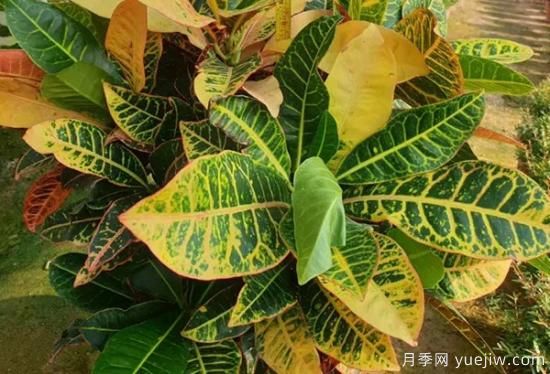 需求量大的花鏡植物，極具藝術感(圖6)