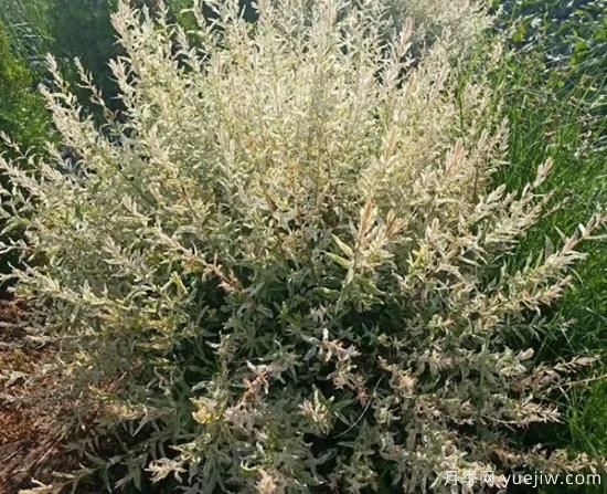 需求量大的花鏡植物，極具藝術感(圖8)