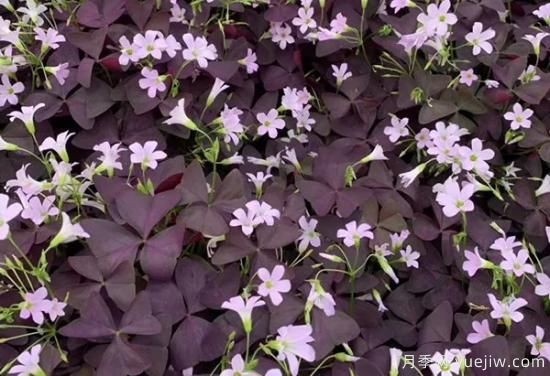 需求量大的花鏡植物，極具藝術感(圖10)
