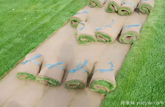 草坪，2021年上半年當之無愧的行情之王(圖3)