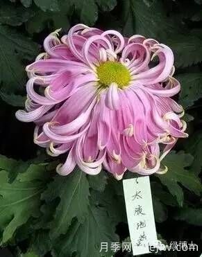 識花瓣，辨花型...快收好這份賞菊“門道”(圖1)