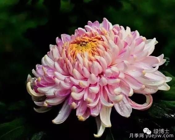 識花瓣，辨花型...快收好這份賞菊“門道”(圖2)