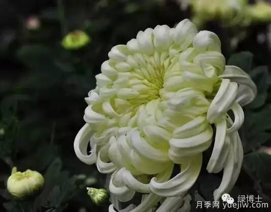 識花瓣，辨花型...快收好這份賞菊“門道”(圖3)