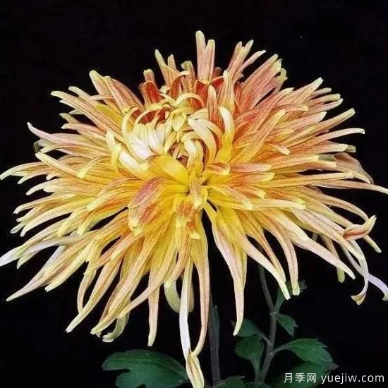 識花瓣，辨花型...快收好這份賞菊“門道”(圖4)
