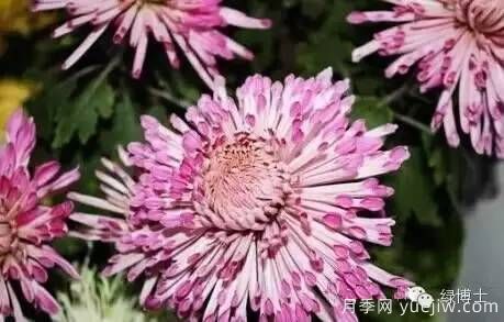 識花瓣，辨花型...快收好這份賞菊“門道”(圖6)
