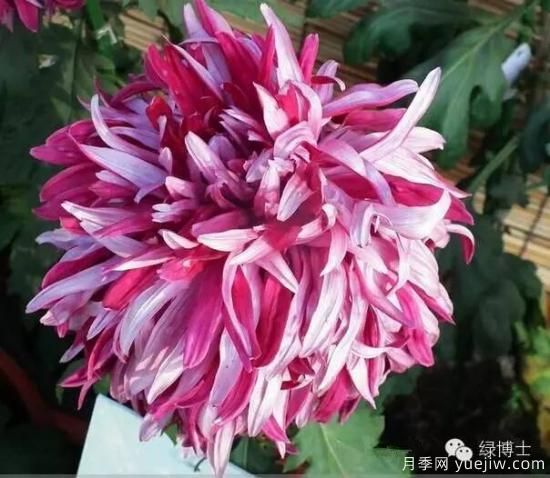 識花瓣，辨花型...快收好這份賞菊“門道”(圖5)