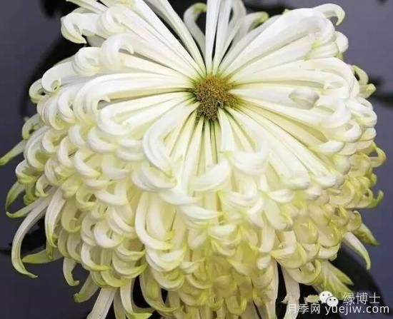 識花瓣，辨花型...快收好這份賞菊“門道”(圖7)