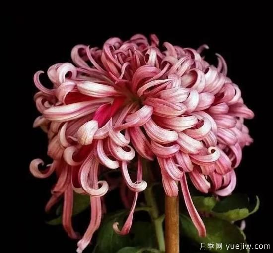 識花瓣，辨花型...快收好這份賞菊“門道”(圖9)