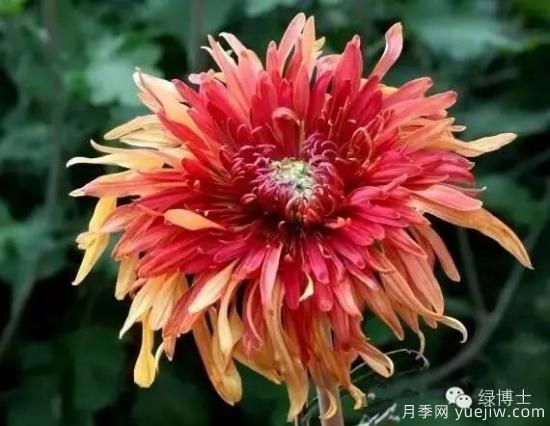 識花瓣，辨花型...快收好這份賞菊“門道”(圖8)