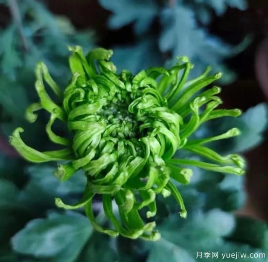 識花瓣，辨花型...快收好這份賞菊“門道”(圖11)