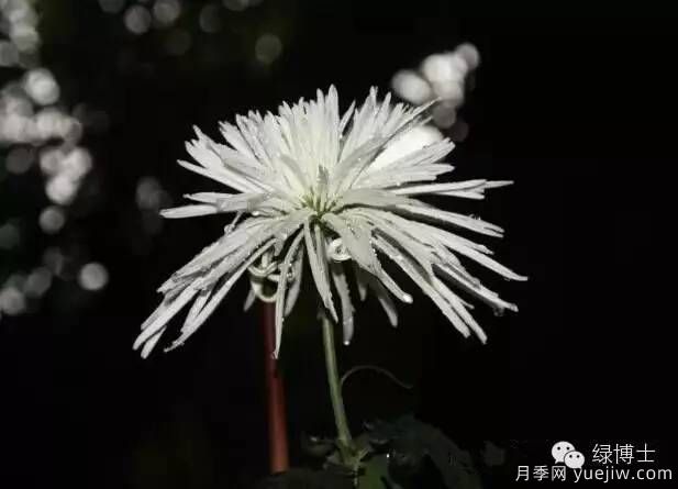 識花瓣，辨花型...快收好這份賞菊“門道”(圖14)