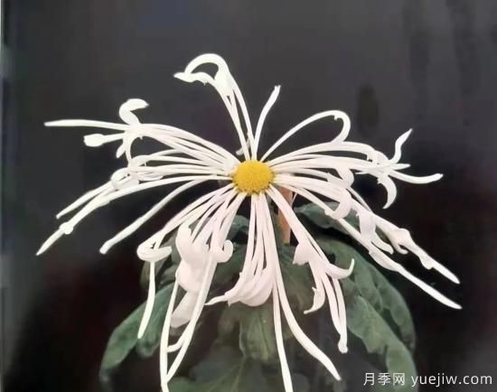 識花瓣，辨花型...快收好這份賞菊“門道”(圖12)