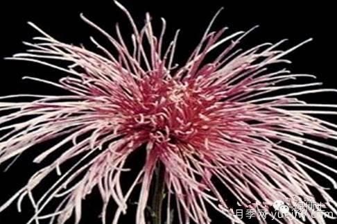 識花瓣，辨花型...快收好這份賞菊“門道”(圖13)