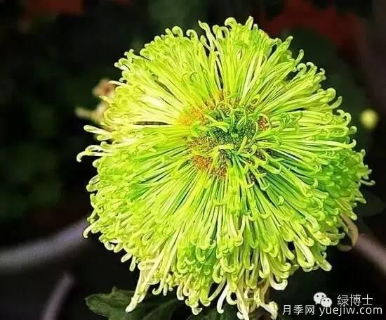 識花瓣，辨花型...快收好這份賞菊“門道”(圖15)