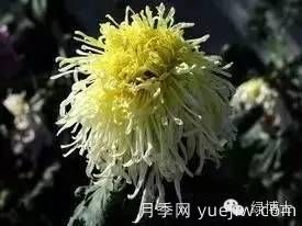 識花瓣，辨花型...快收好這份賞菊“門道”(圖17)