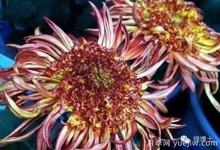 識花瓣，辨花型...快收好這份賞菊“門道”(圖18)