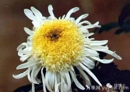 識花瓣，辨花型...快收好這份賞菊“門道”(圖19)