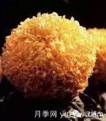 識花瓣，辨花型...快收好這份賞菊“門道”(圖22)