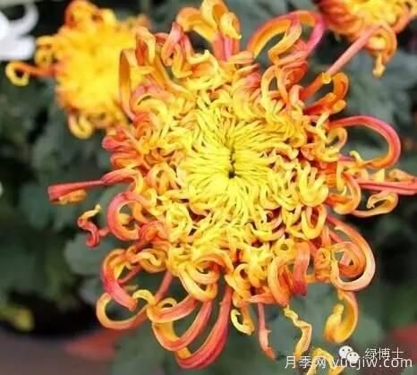 識花瓣，辨花型...快收好這份賞菊“門道”(圖23)