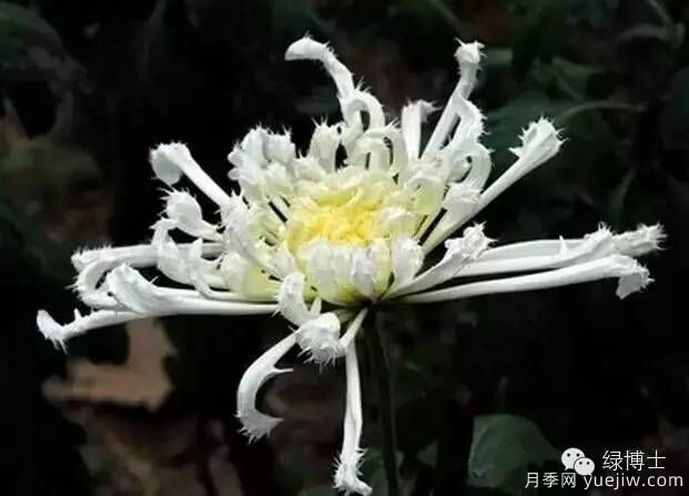 識花瓣，辨花型...快收好這份賞菊“門道”(圖24)