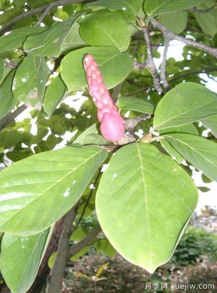 玉蘭三姐妹：中土原生白與紫，北美舶來洋玉蘭(圖6)
