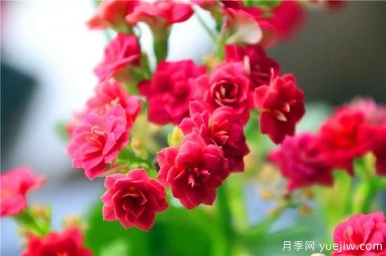 你的長壽花不開花養(yǎng)不好？這里有長壽花養(yǎng)護(hù)秘訣！(圖1)