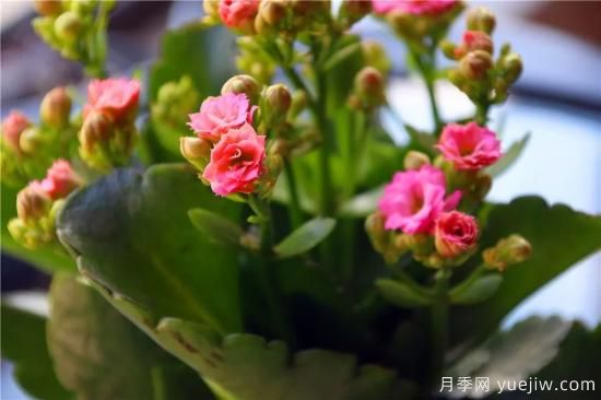 你的長壽花不開花養(yǎng)不好？這里有長壽花養(yǎng)護(hù)秘訣！(圖2)
