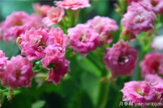 你的長壽花不開花養(yǎng)不好？這里有長壽花養(yǎng)護(hù)秘訣！(圖3)