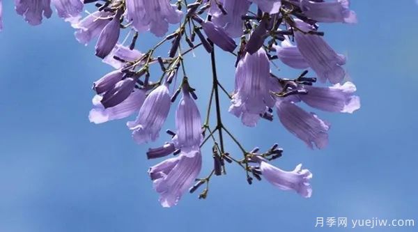 網(wǎng)紅樹木悄然興起，是否預(yù)示著大好行情？(圖1)
