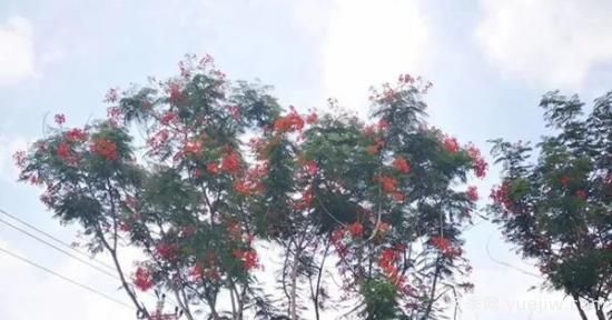 網(wǎng)紅樹木悄然興起，是否預(yù)示著大好行情？(圖2)