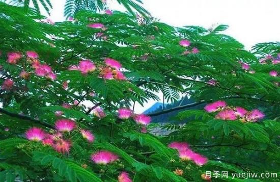 網(wǎng)紅樹木悄然興起，是否預(yù)示著大好行情？(圖4)