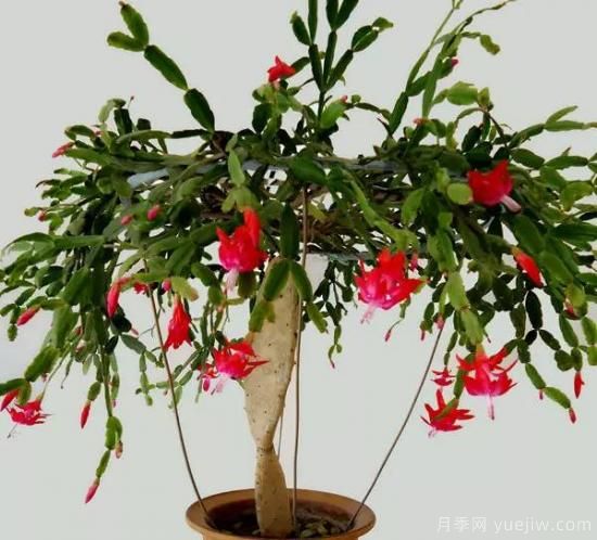 蟹爪蘭的嫁接方法，不會(huì)的都看看！(圖3)
