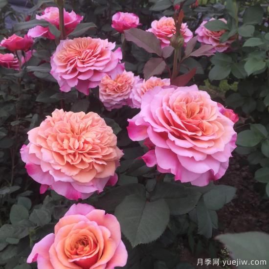 大花微月中的極品，鈴之妖精粉嫩可愛，太漂亮了(圖1)