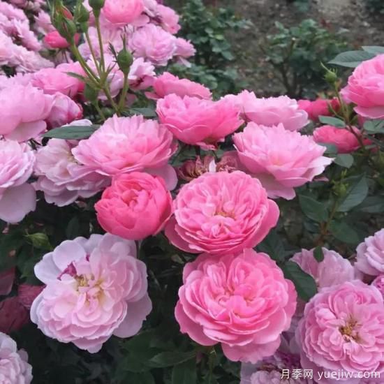 大花微月中的極品，鈴之妖精粉嫩可愛，太漂亮了(圖3)