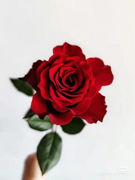 紅色切花月季經(jīng)典主流，推薦十種經(jīng)典常見的紅玫瑰(圖3)