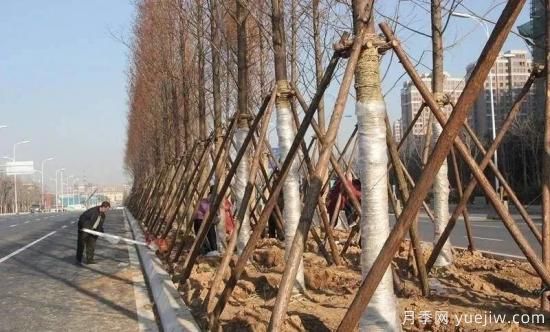 苗木移栽前都要纏草繩嗎？這里面有什么講究？(圖1)