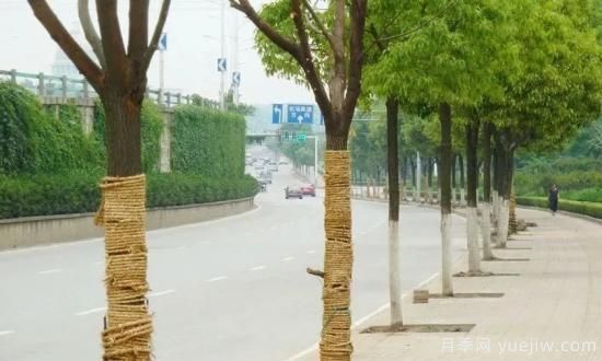 苗木移栽前都要纏草繩嗎？這里面有什么講究？(圖2)