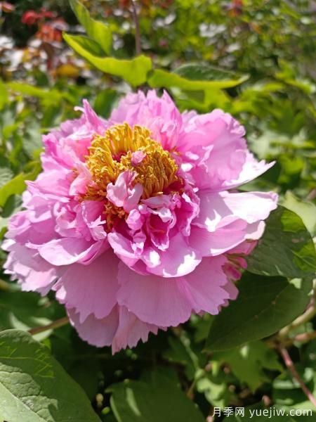 中國10大名花排行榜，你喜歡的花卉上榜了嗎(圖2)