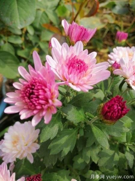 中國10大名花排行榜，你喜歡的花卉上榜了嗎(圖3)