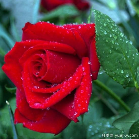 中國10大名花排行榜，你喜歡的花卉上榜了嗎(圖5)