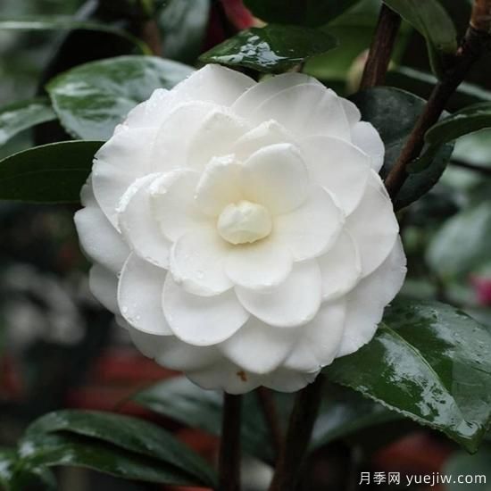 中國10大名花排行榜，你喜歡的花卉上榜了嗎(圖7)