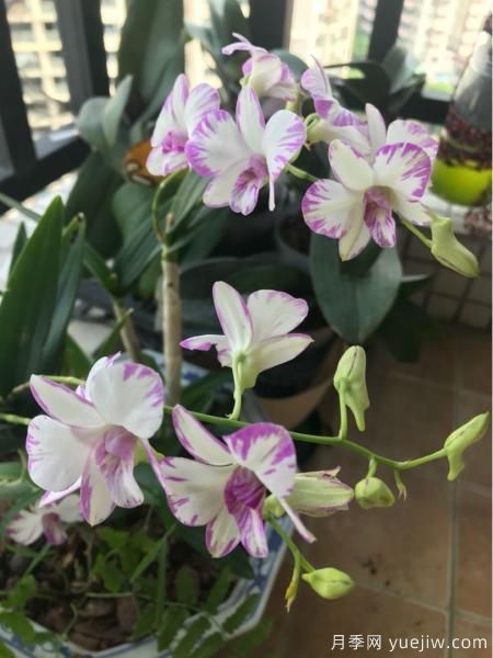 中國10大名花排行榜，你喜歡的花卉上榜了嗎(圖8)