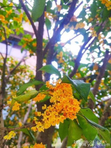中國10大名花排行榜，你喜歡的花卉上榜了嗎(圖9)